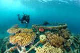 Bali Scuba Diving Holiday - Werner Lau Dive Centre.